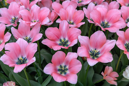 Pink tulip called Bella Blush, Darwinhybrid group. Tulips are divided into groups that are defined by their flower featuresの写真素材