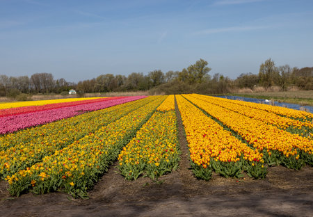 Fields of blooming tulips near Lisse in the Netherlandsの写真素材