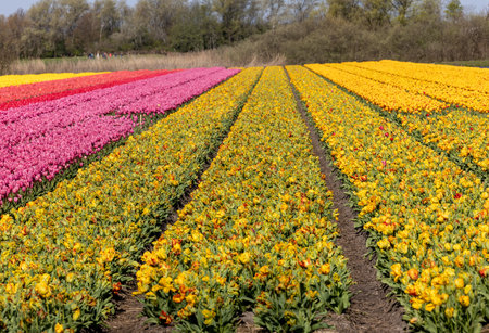 Fields of blooming tulips near Lisse in the Netherlandsの写真素材