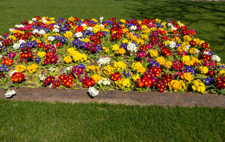 Spring in Paris. Primula vulgaris plants flowering along the Trocaderoの写真素材