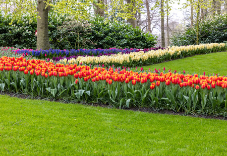 Colorful flowers in the Keukenhof Garden in Lisse, Holland, Netherlands.の写真素材