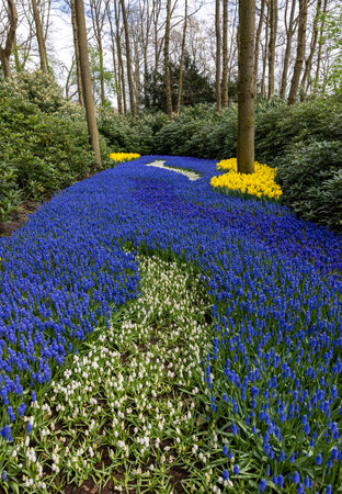 Yellow daffodils and blue muscari flowers blooming in the Keukenhof Garden in Lisse, Holland, Netherlands.の写真素材