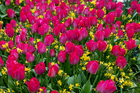 yellow daffodils and red tulips blooming in a gardenの写真素材