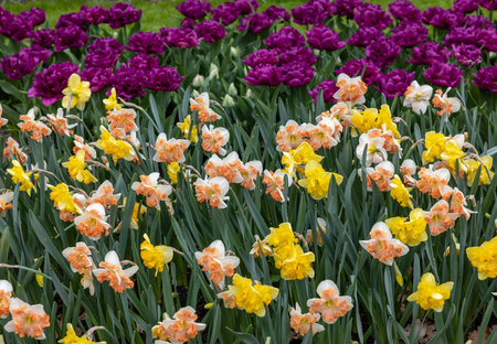 yellow daffodils and purple tulips blooming in a gardenの写真素材