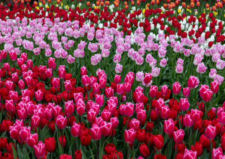 colorful tulips blooming in a gardenの写真素材