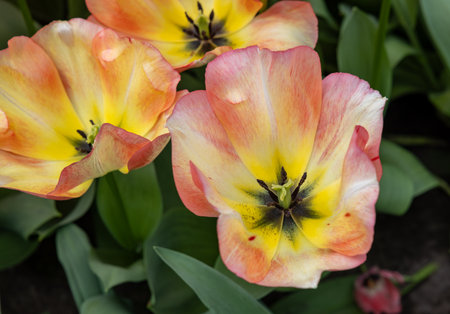 Tulip called Spring Sunrise. Triumph group. Tulips are divided into groups that are defined by their flower featuresの写真素材