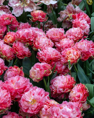 White and red tulip, Crispa group. Tulips are divided into groups that are defined by their flower featuresの写真素材