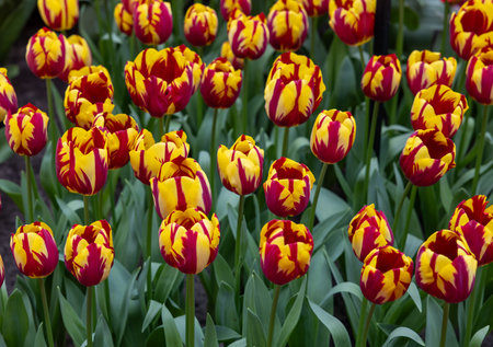Colorful tulip called Helmar, Triumph group. Tulips are divided into groups that are defined by their flower featuresの写真素材