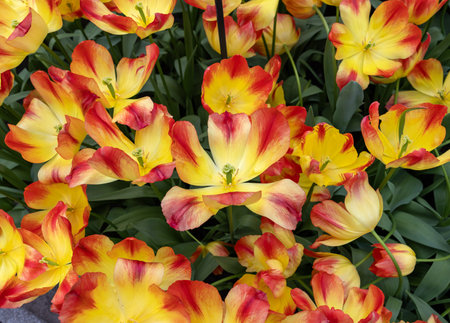 Colorful tulip called Suncatcher Triumph group. Tulips are divided into groups that are defined by their flower featuresの写真素材