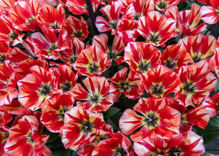 Colorful Tulip. Triumph group. Tulips are divided into groups that are defined by their flower featuresの写真素材