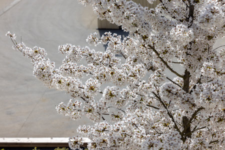 Spring in Paris. Japanese cherry blossoms along the Trocaderoの写真素材