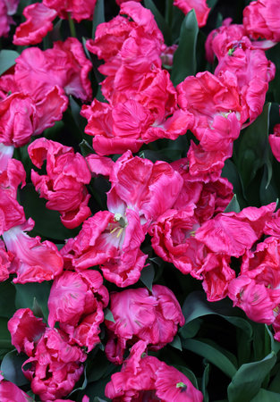 Tulip called Parrot. Parrot group. Tulips are divided into groups that are defined by their flower featuresの写真素材