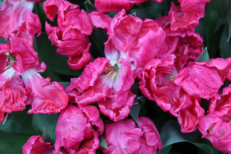 Tulip called Parrot. Parrot group. Tulips are divided into groups that are defined by their flower featuresの写真素材