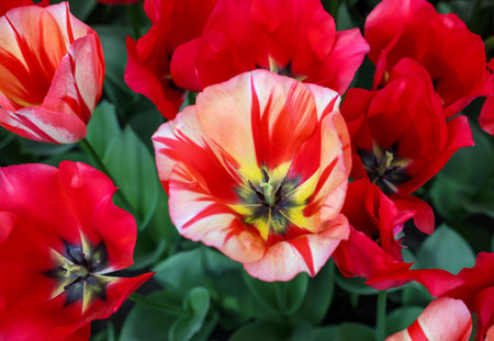 Red tulip called Spryng mix, Triumph group. Tulips are divided into groups that are defined by their flower featuresの写真素材