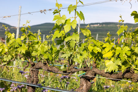 Vineyards in the Valpolicella region in Italyの写真素材