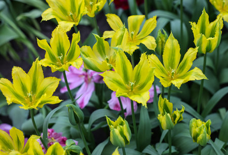 Tulips called Green Mile. Lily-flowered group. Tulips are divided into groups that are defined by their flower featuresの写真素材