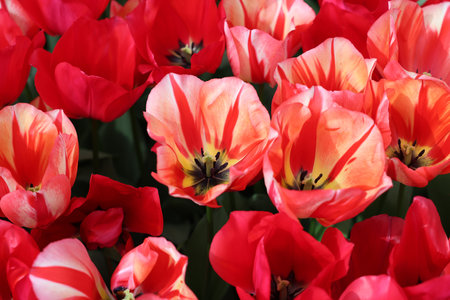 Red tulip called Spryng mix, Triumph group. Tulips are divided into groups that are defined by their...