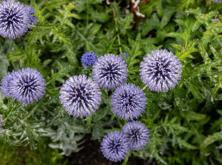 Flat sea holly blossom Eryngium Planumの写真素材
