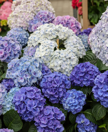 closeup of a beautiful white and blue hydrangea in garden