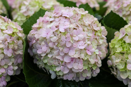 Closeup of blooming hydrangea flowers in gardenの写真素材