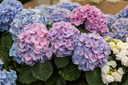 Closeup of blooming hydrangea flowers in garden