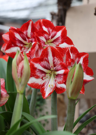 Beautifully blooming red and white amaryllis flowersの写真素材