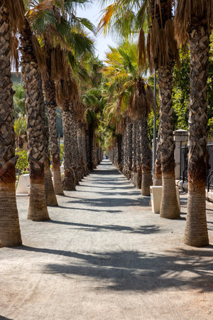 The Paseo del Parque in Málaga. Shaded by palm trees and plane-trees, and ornamented with fountains and sculpture.の写真素材