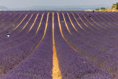 Lavender fields on the Plateau of Valensole. Provence, France.の写真素材