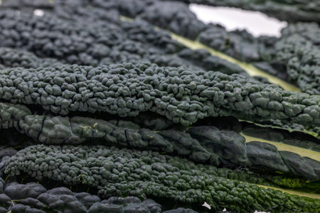 Lacinato kale or known as Tuscan Kaleの写真素材