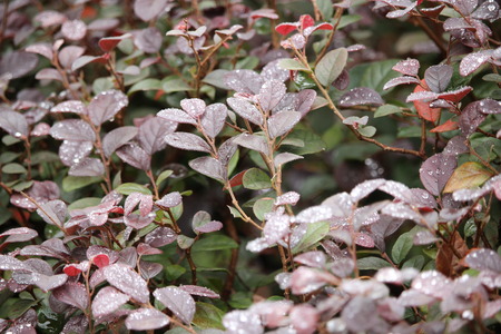 Closeup view of leaves on a plant