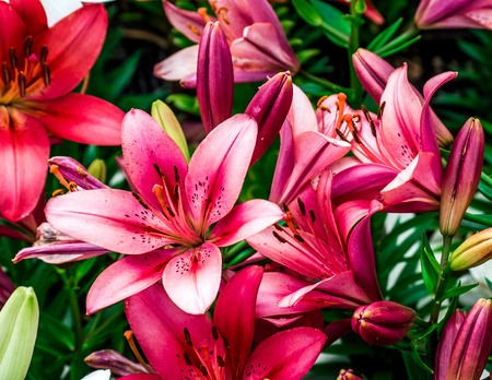 Okinawa Lily Fieldの写真素材