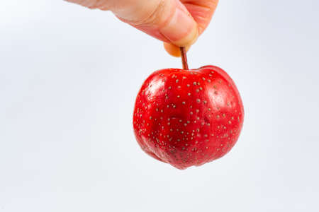 Fresh hawthorn close-up on whiteの写真素材