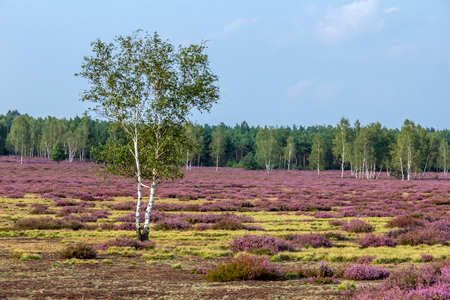 Heath in Brandenburgの写真素材