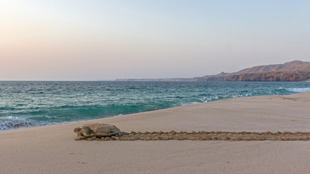 Turtle runs into the seaの写真素材