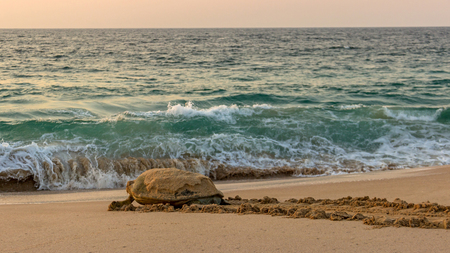 Turtle runs into the seaの写真素材