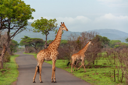 Giraffe in south africaの写真素材