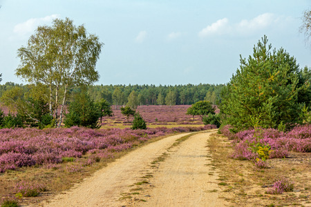 Path in the heath landscapeの写真素材
