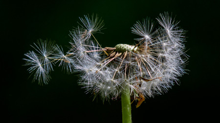 View of a dandelion in black backgroundの写真素材
