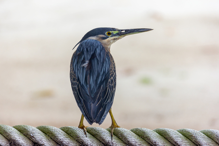 Heron from behindの写真素材