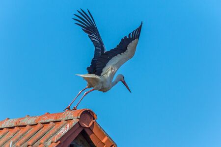 Departure of a stork