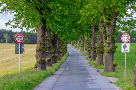 Avenue with old treesの写真素材