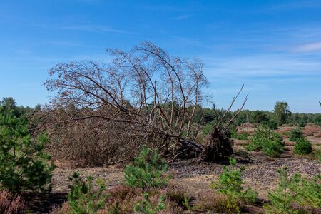 Heather landscape in Brandenburgの写真素材