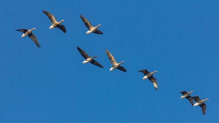 Goose in the air