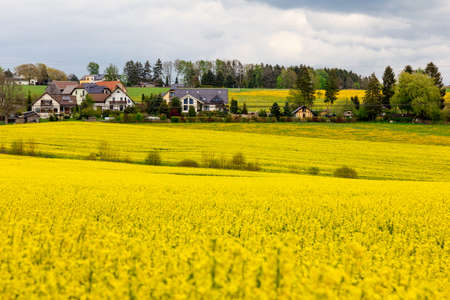 Houses in a rape field