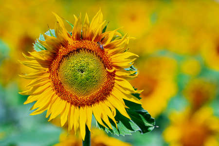 The blossom of a sunflower with blurred backgroundの写真素材
