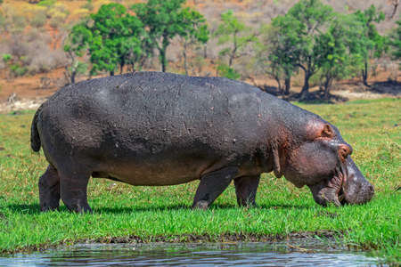 Hippopotamus on the meadowの写真素材