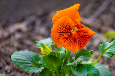 Orange pansyの写真素材