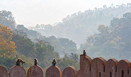 wall with monkeyの写真素材