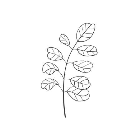 Hand Drawn Botanical Leaf Doodle Wildflowerのイラスト素材
