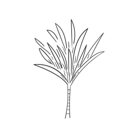 Hand Drawn Botanical Leaf Doodle Wildflowerのイラスト素材